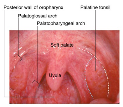 Oropharynx Anatomy