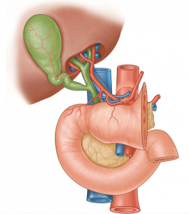 Gray's: Pancreas Anatomy