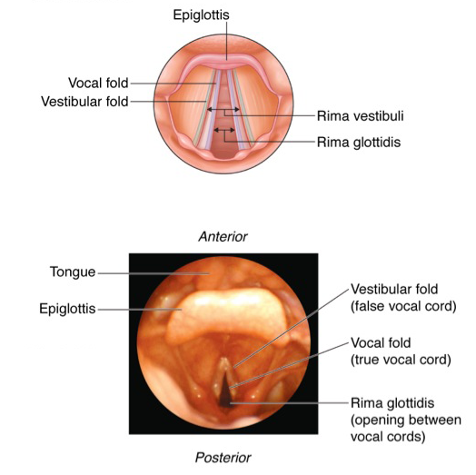 Vocal cord anatomy