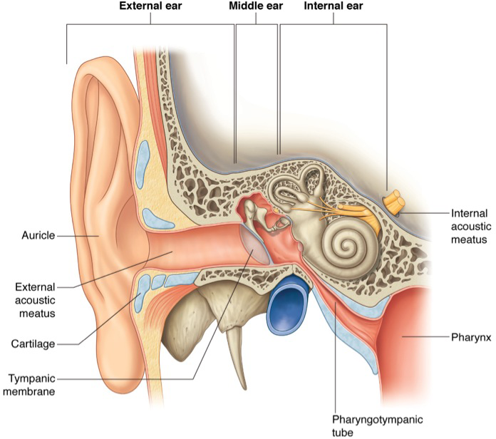 Ear Anatomy