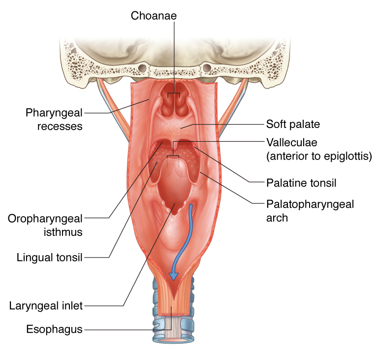 Pharyngeal wall anatomy