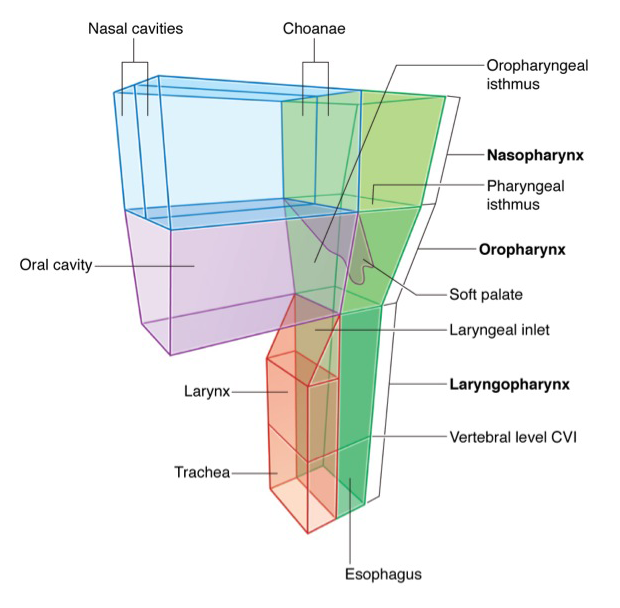 Structure of the pharynx