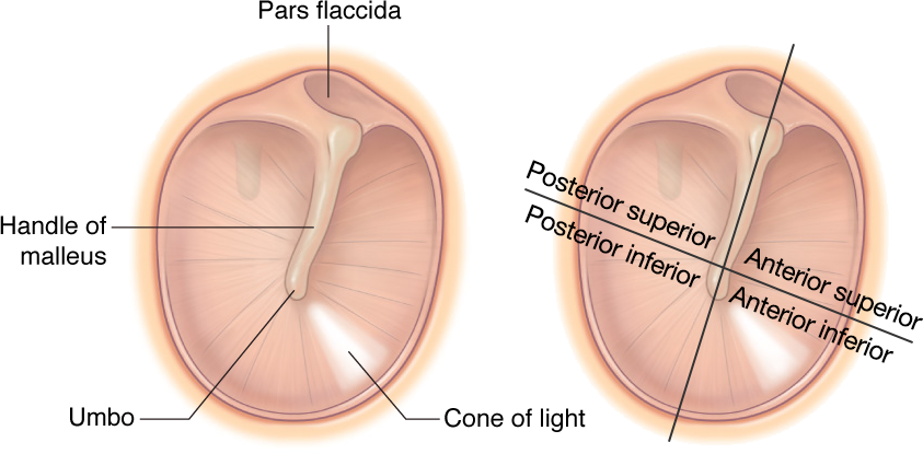 Tympanic Membrane