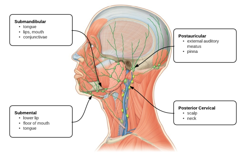 lymph node location on back of head