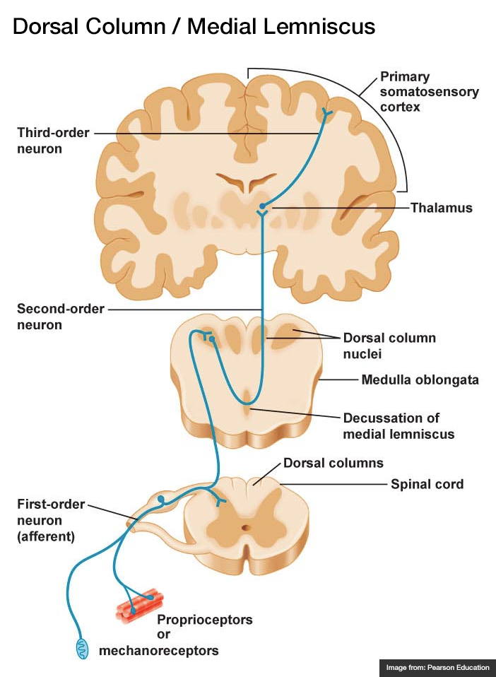 Dorsal Column / Medial Lemniscus