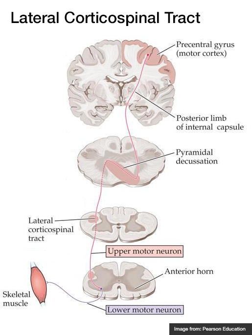 Lateral Corticospinal Tract
