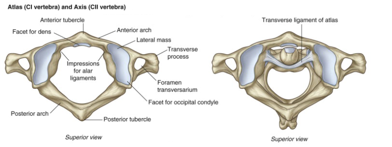 atlas-and-axis-differential-diagnosis-of