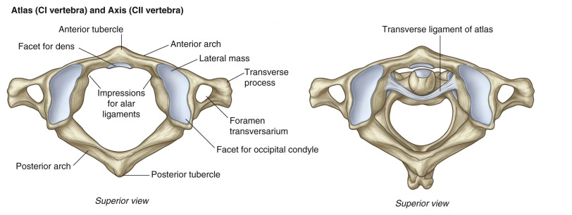 axis bone diagram