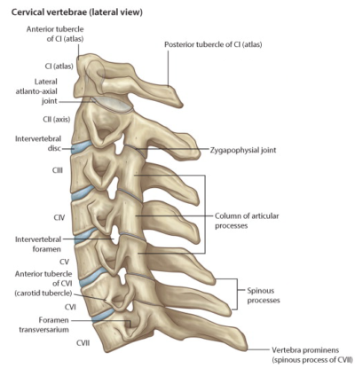 C-spine Lateral View - Differential Diagnosis of