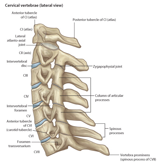 thoracic vertebrae lateral view