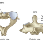 Axis (C2 vertebra)