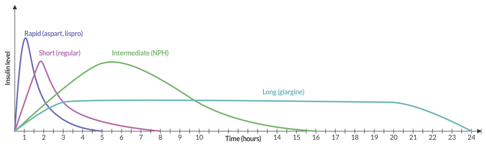 Graph of insulin pharmacokinetics