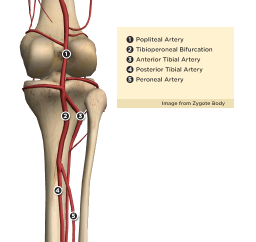 Arteries of the Lower Leg