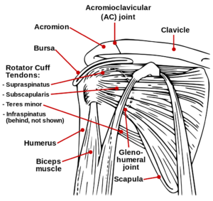 shoulder_anatomy - Differential Diagnosis of