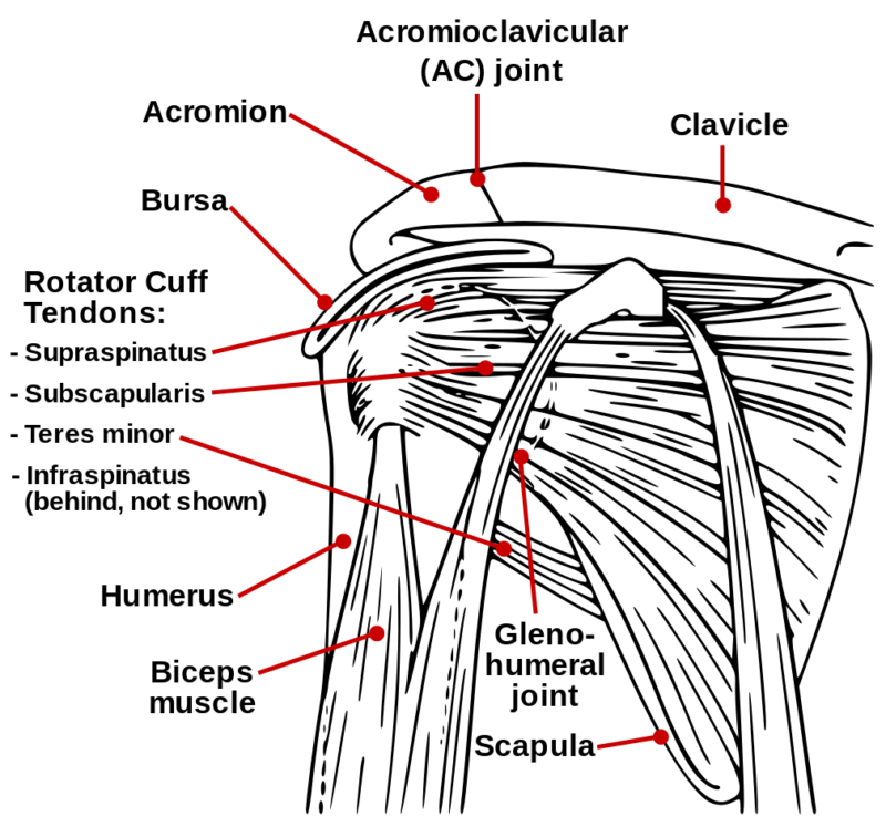 Shoulderanatomy Differential Diagnosis Of