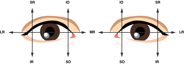 Extra-ocular movement actions.