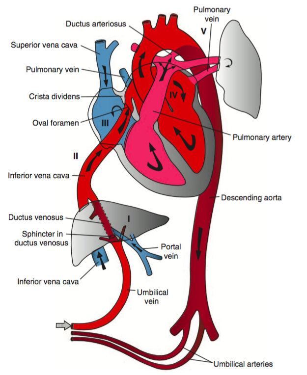 neonatal circulation