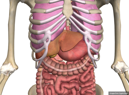 Bone - Differential Diagnosis of