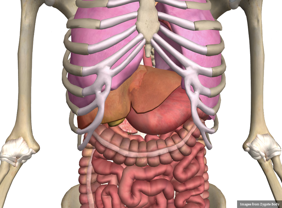 What Is In The Right Upper Quadrant Of Your Abdomen ...