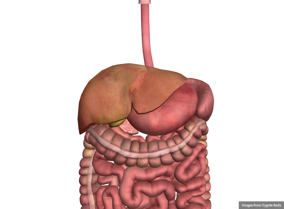 Hepatobiliary