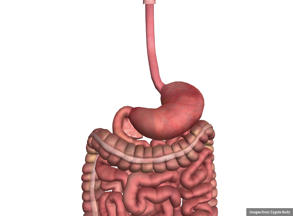 Gastric