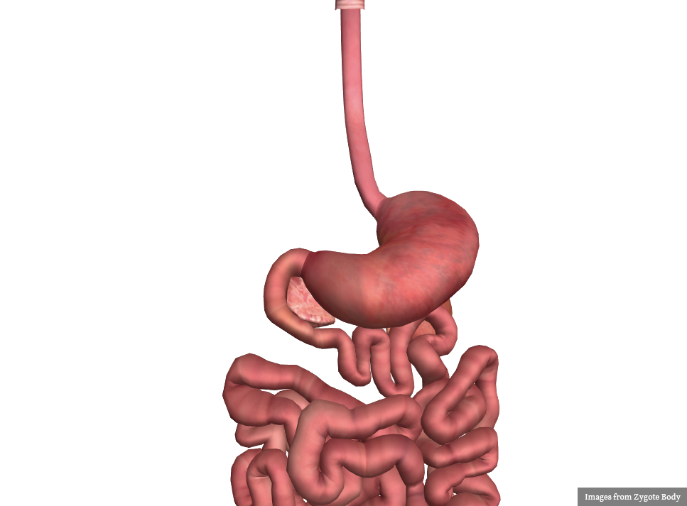 Small Bowel