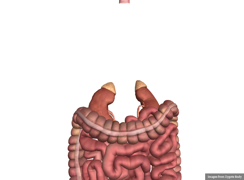 Genitourinary